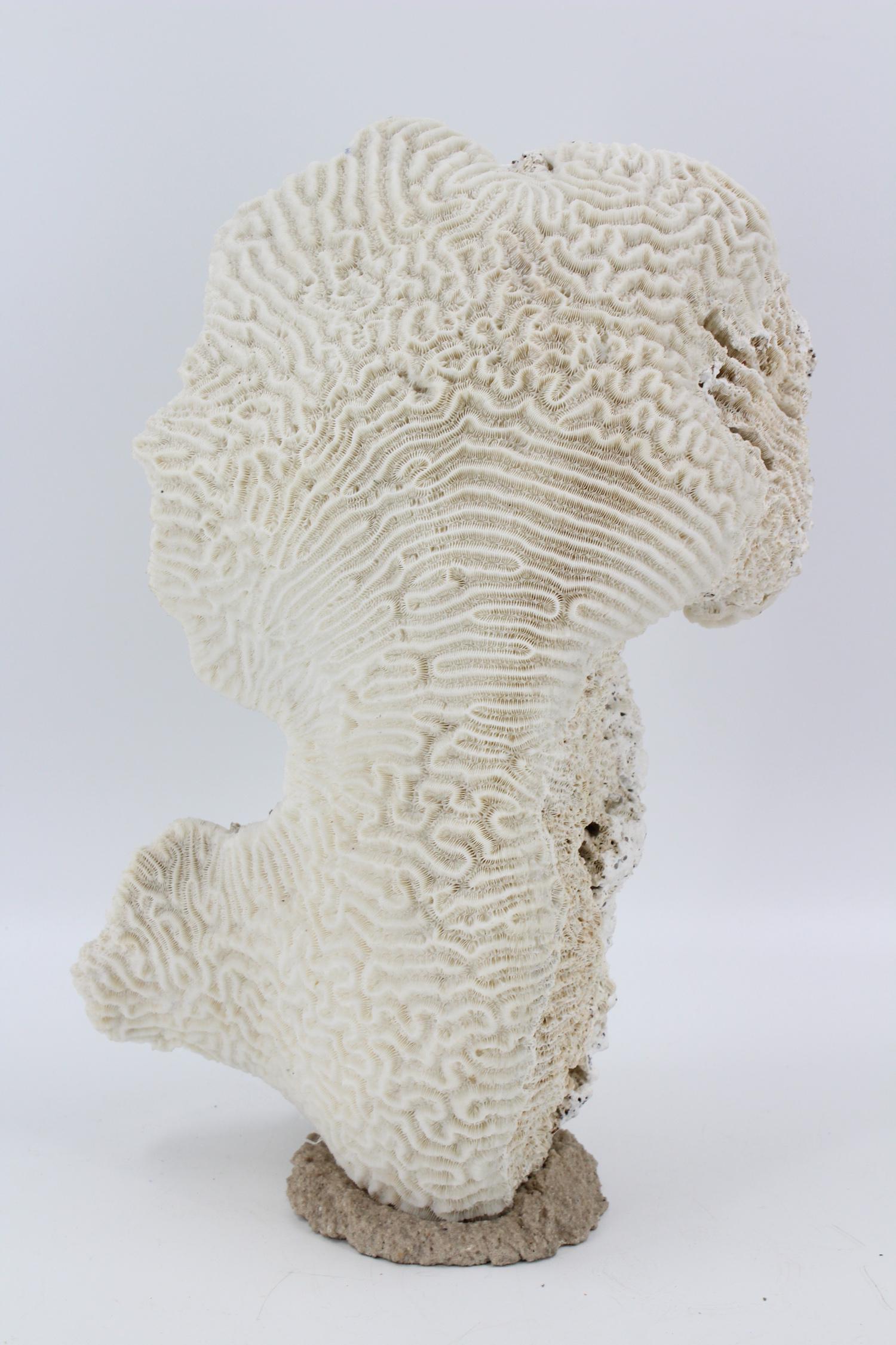 Sculptural Coral Specimen On Stand: Sculptural Coral Specimen On Stand. Size: 15.5" H X 10" W X 7" D