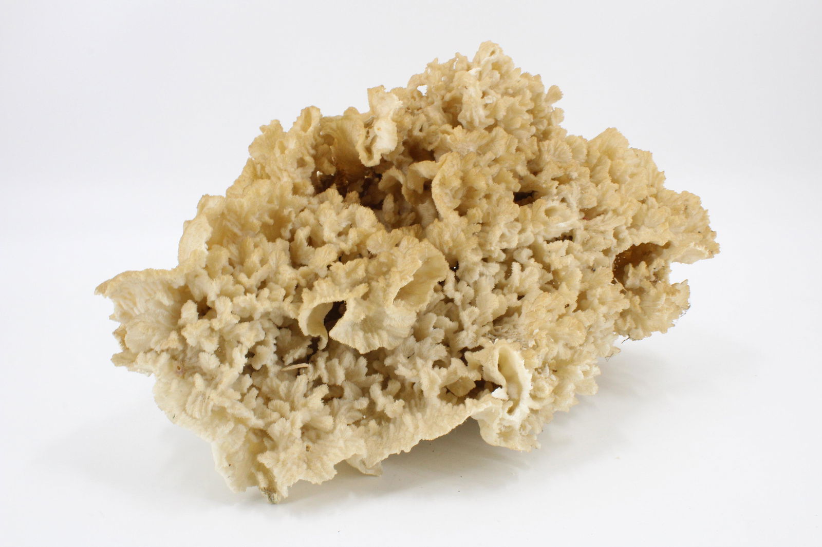 Large 16" Natural History Coral Specimen: Large 16" Natural History Coral Specimen. Size: 16" x 9" x 10"