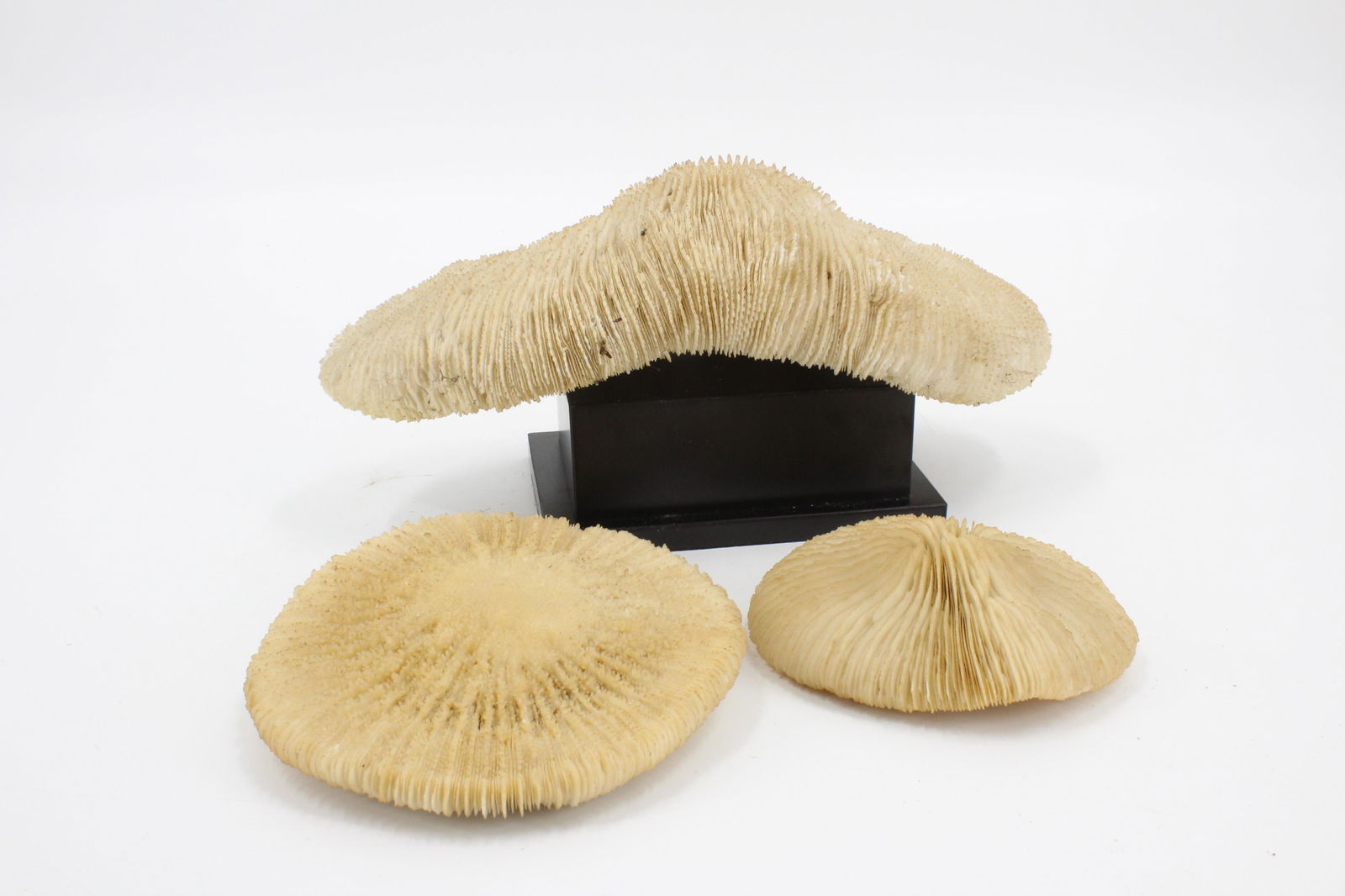 Group of 3 Coral Specimens: Group of 3 Coral Specimens. Size: longest, 12"