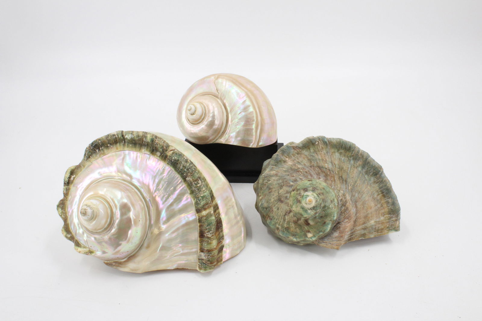 Group 3 Decorative Shell Specimens: Group 3 Decorative Shell Specimens. Size: largest, 7.5" x 6" x 8"