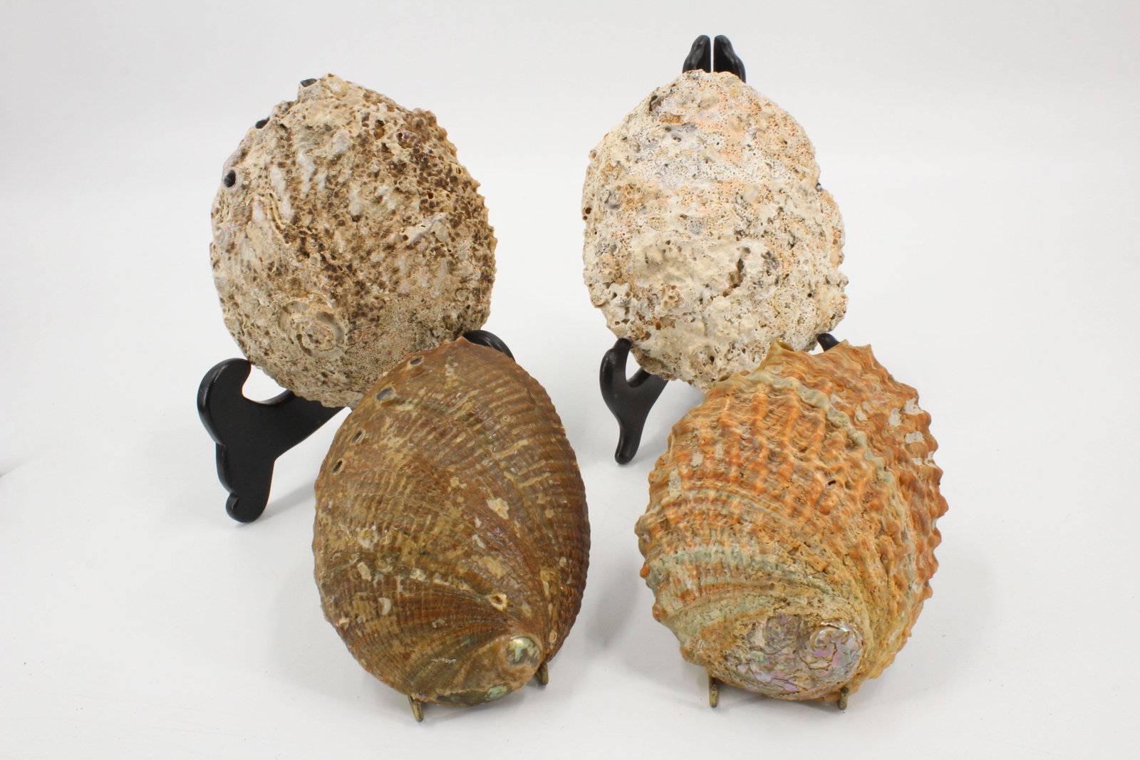 Group of 4 Abalone Shell Specimens: Group of 4 Abalone Shell Specimens. Size: largest 6.5" x 5"