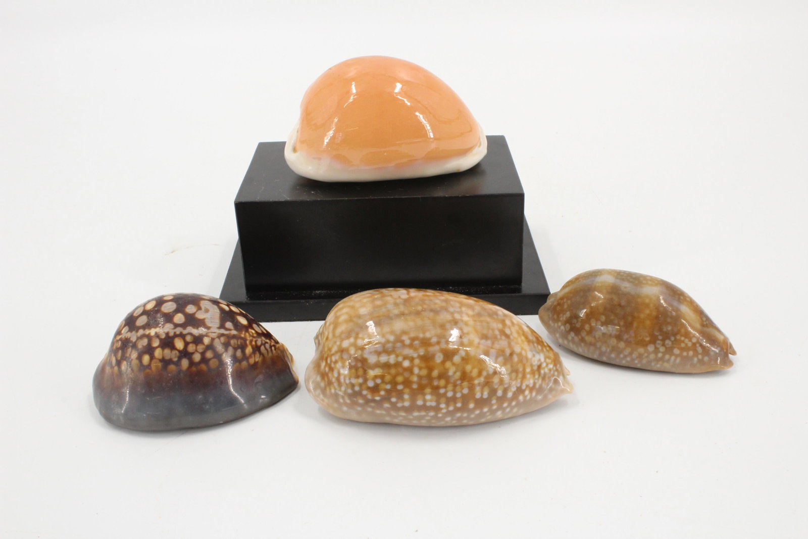Group of 4 Large Cypraea Shell Specimens: Group of 4 Large Cypraea Shell Specimens. Size: 4" longest