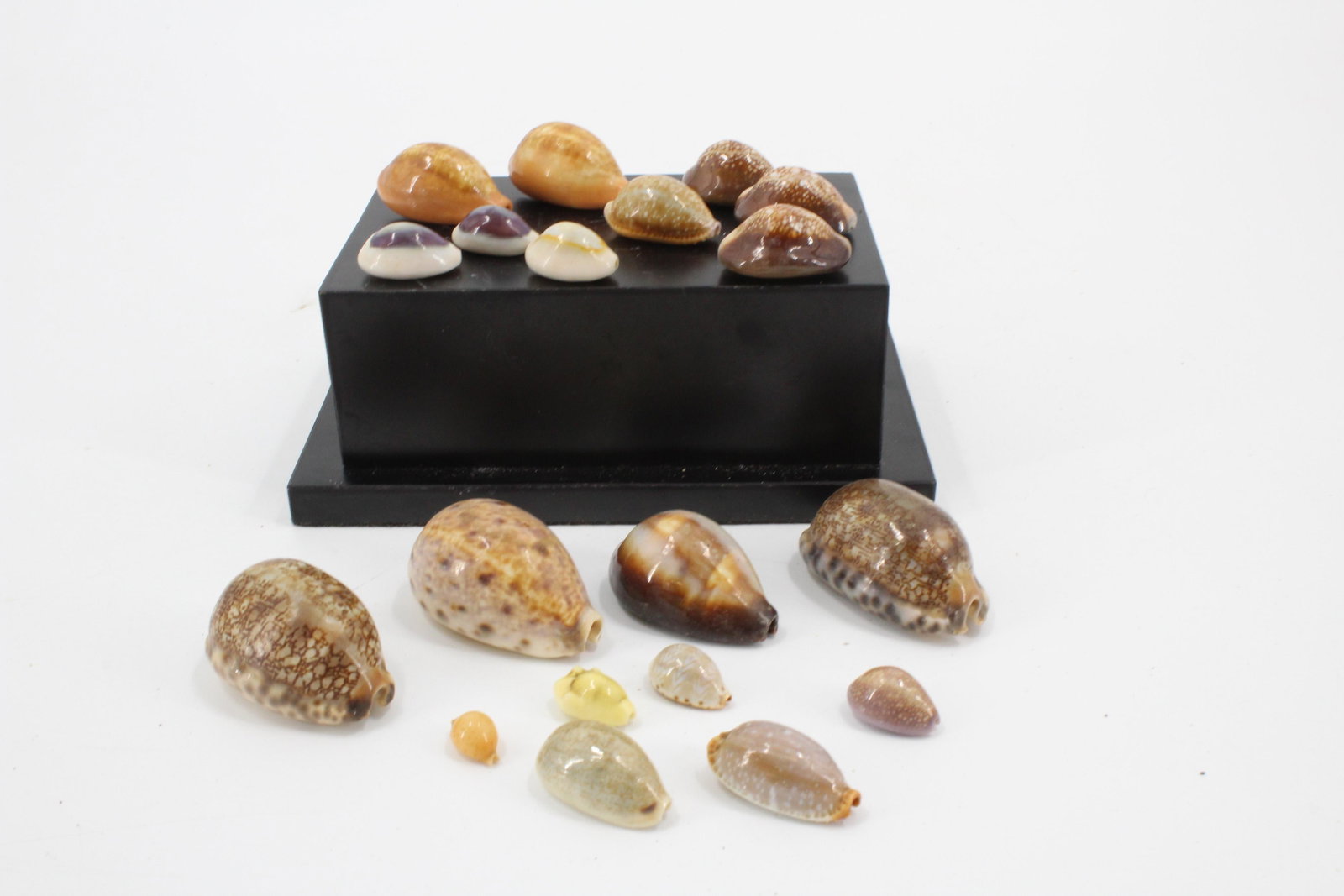 Group of 19 Cypraea Family Shell Specimens: Group of 19 Cypraea Family Shell Specimens. Size: longest 1.75"