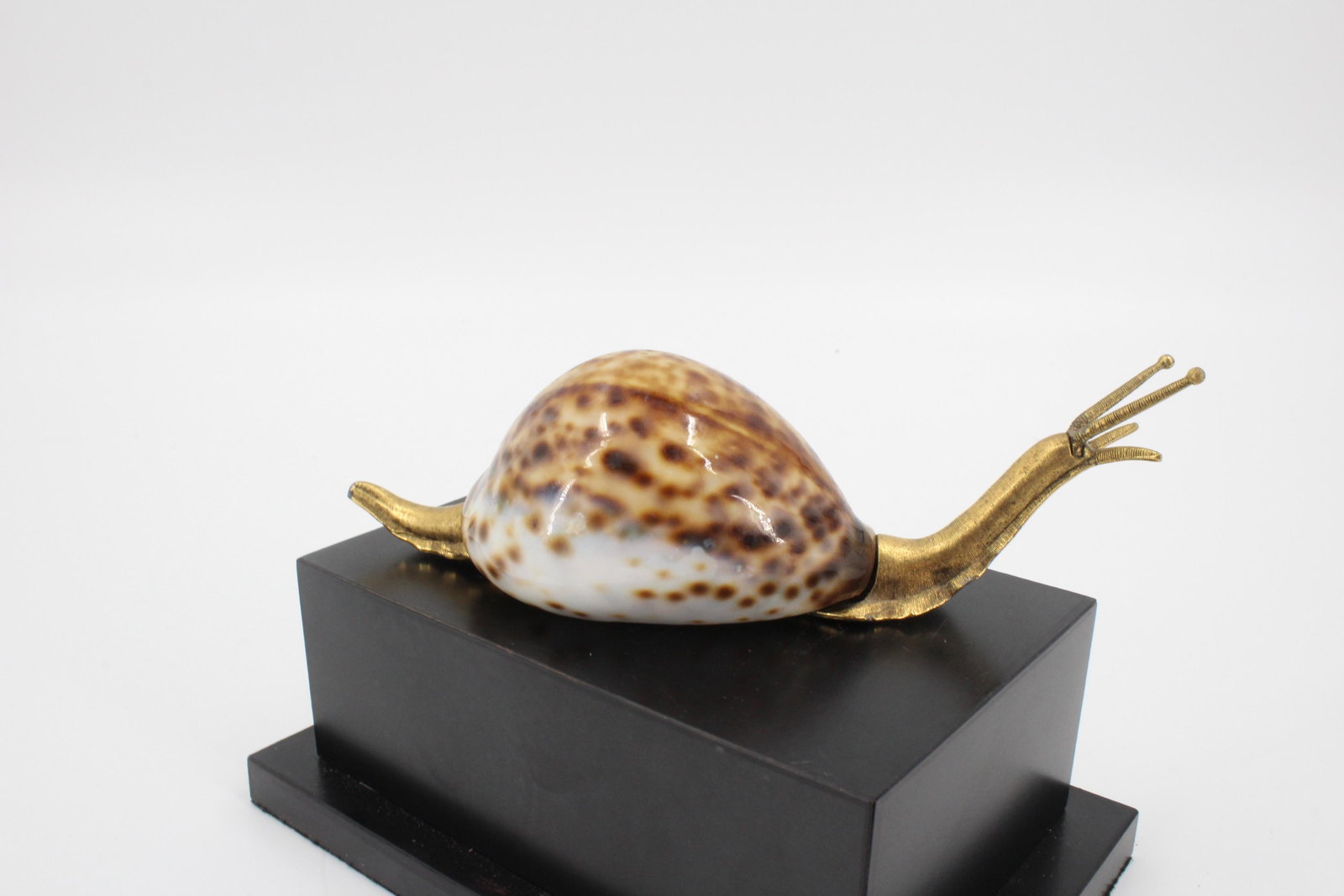 Decorative Mounted Snail Form Cowrie: Decorative Mounted Snail Form Cowrie. 1.5" x 5.75" x 2"