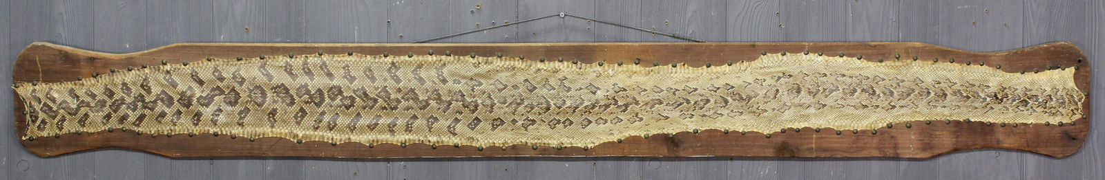 Mounted Snake Skin: Mounted Snake Skin. Size: 9" H x 81" W x 1.5" D