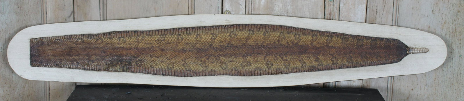 Rattlesnake Skin Plaque: Rattlesnake Skin Plaque. Size: 10" H x 56" W x 1" D
