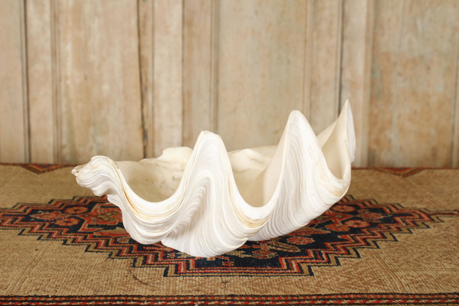 Large 17" Natural Tridacna Shell: Large 17" Natural Tridacna Shell. Size: 7" x 17.5" x 10"
