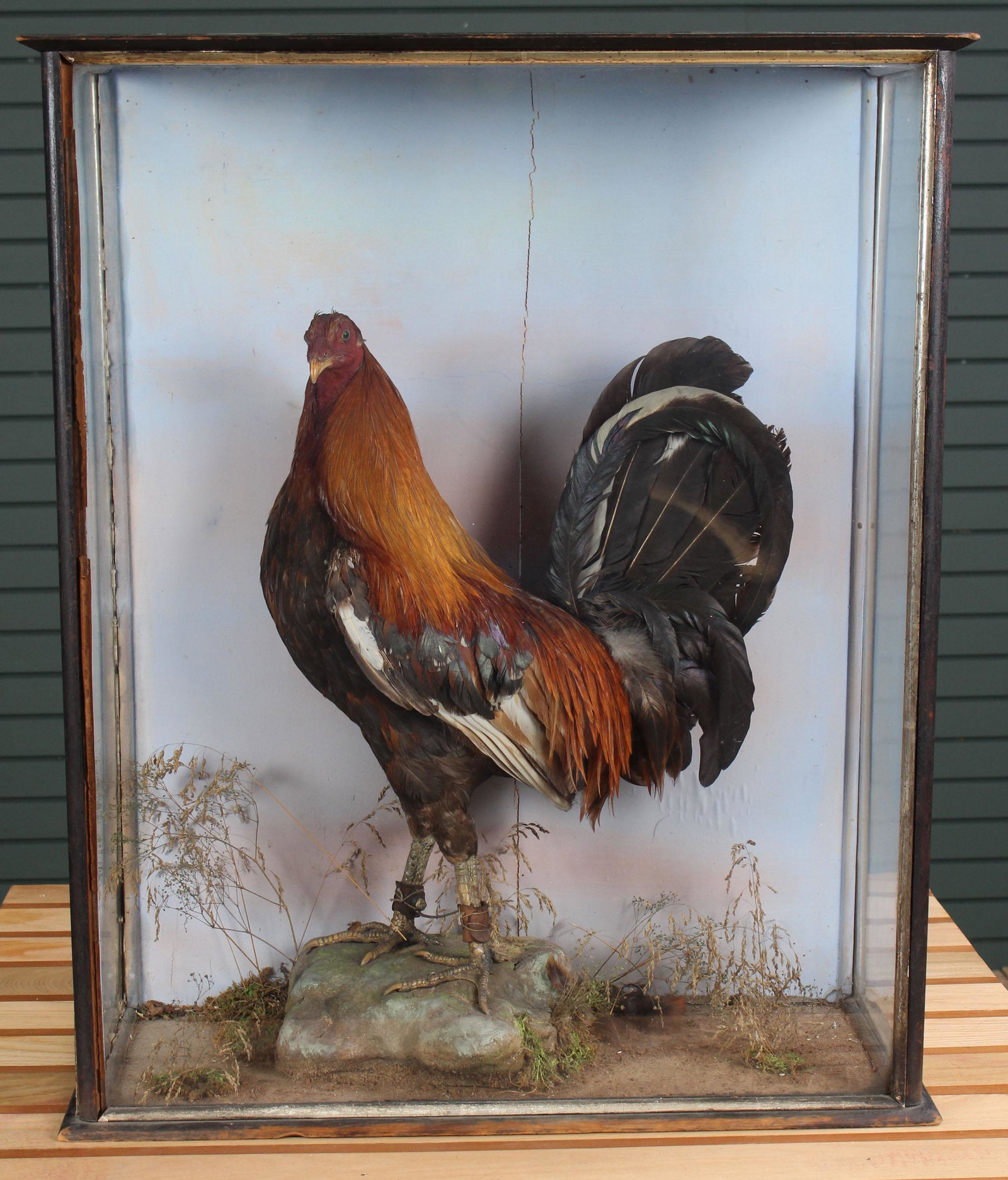 Late 19th C. Cased Taxidermy Gamecock Rooster: Late 19th C. Taxidermy Rooster standing in a paint decorated shadow box. Size: 31" H x 26" W x 10" D.