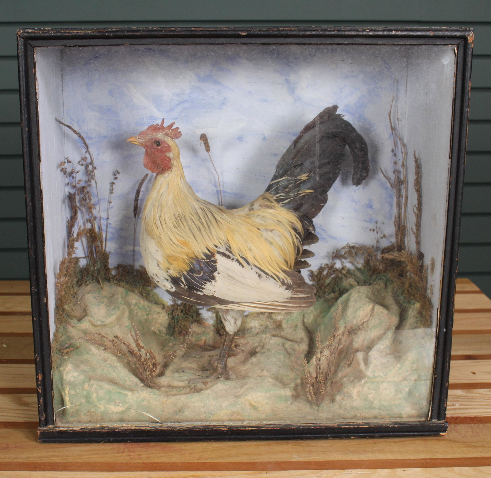 Late 19th C. Taxidermy Rooster: Late 19th C. Taxidermy Chicken in a paint decorated shadow box. Size: 17" H x 17" W x 7" D.