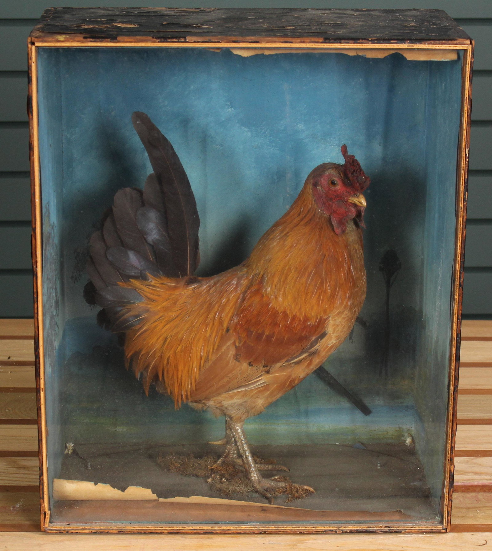 Late 19th C. Prized Rooster Cased Taxidermy: Late 19th C. Taxidermy Chicken in a paint decorated shadow box. Size: 17" H x 14" W. 8" D.