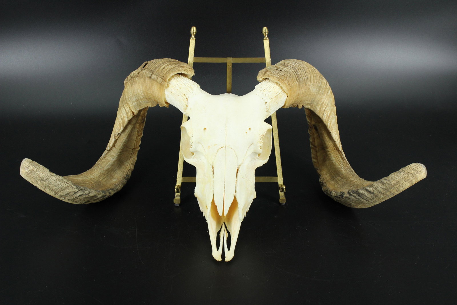 Taxidermy Ram Skull and Horns: Taxidermy Ram Skull and Horns. Size: 8.5"H x 24.5"W x 12"D