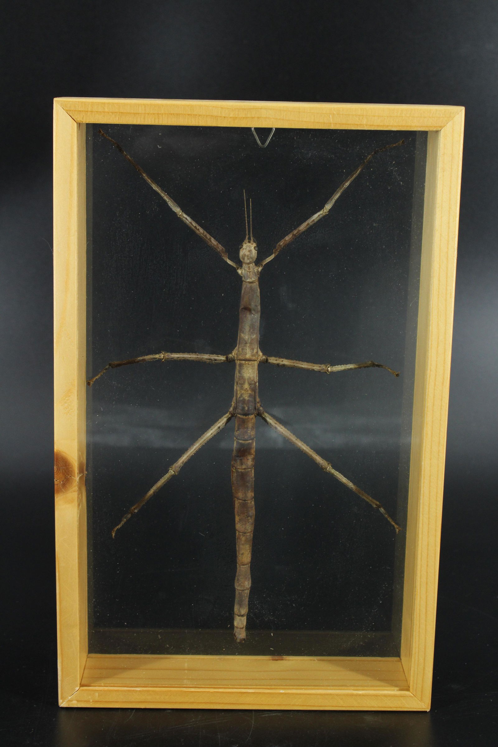Framed Australian Walking Stick Insect Taxidermy: Framed Australian Walking Stick Insect Taxidermy, entomological specimen stick bug in glass shadow box frame. Size: 12" H x 7.5" W x 2" D