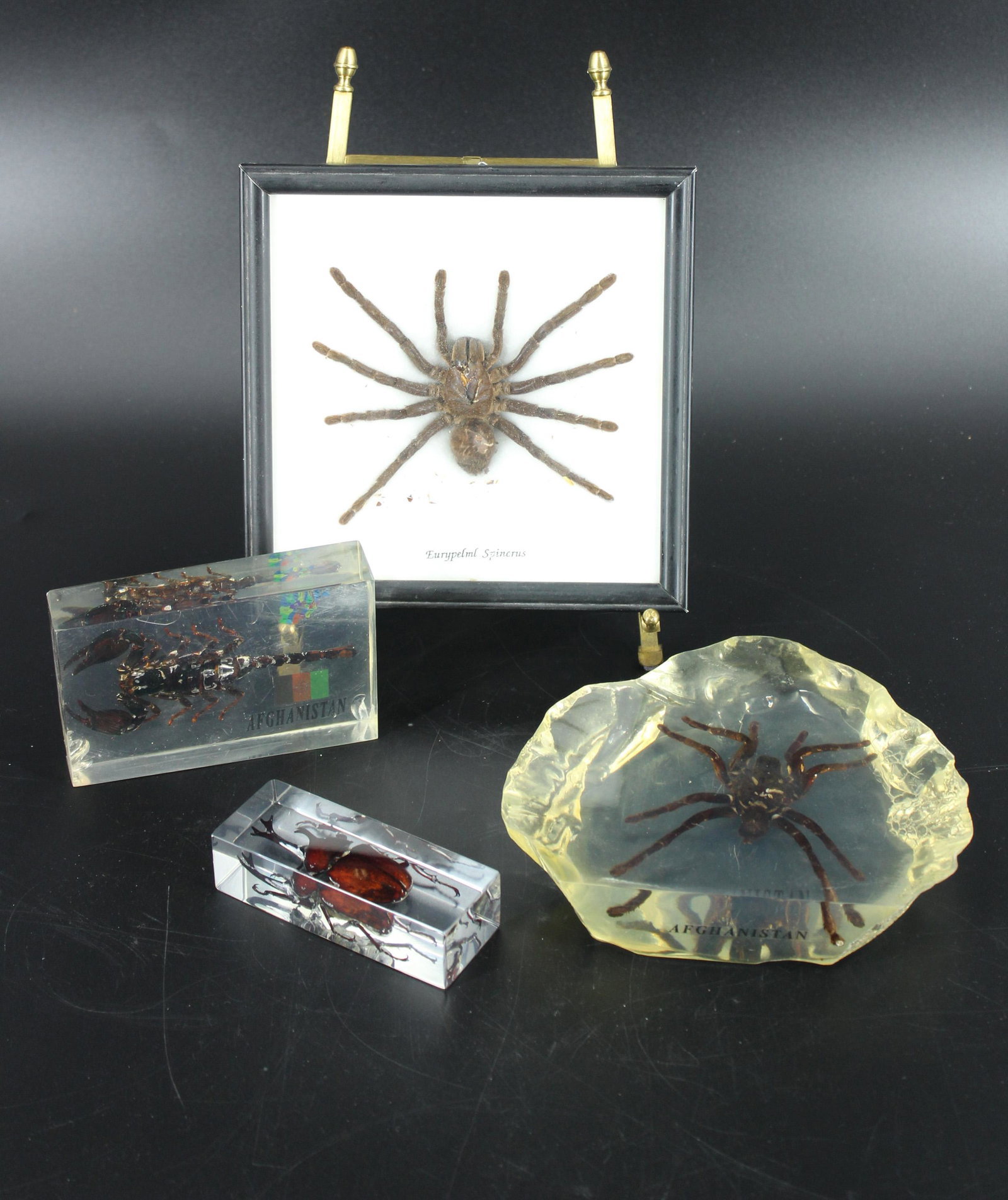 Collection of 4 Entymology Specimens: Collection of 4 Specimens, includes a tarantula (Eurypelma Spincrus) in frame, three paperweights, two of which are from Afghanistan, a scorpion and a tarantula, and an atlas beetle paperweight. Size:
