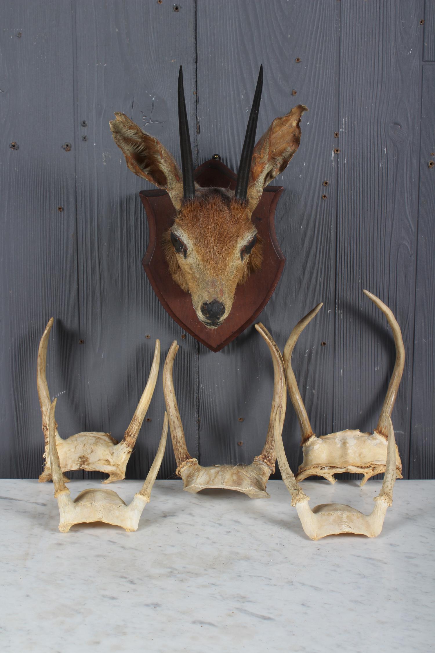 6 pc Taxidermy Lot of Small Prong Antler (1 of 6)