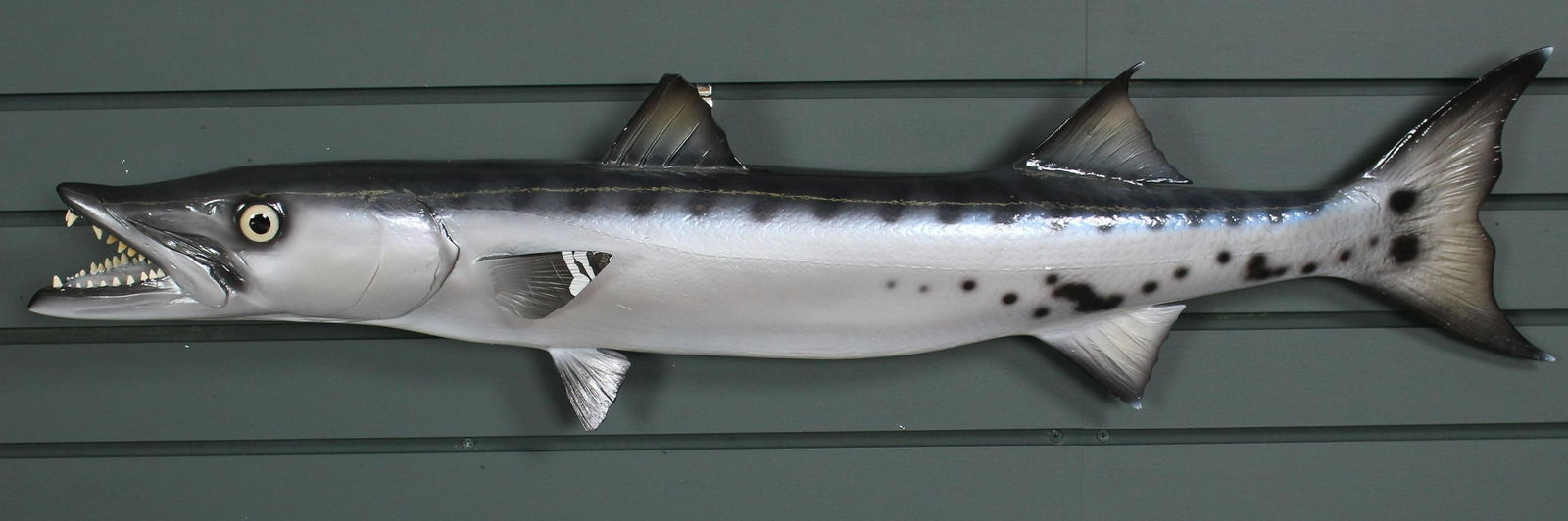 Barracuda Fish Taxidermy (1 of 5)