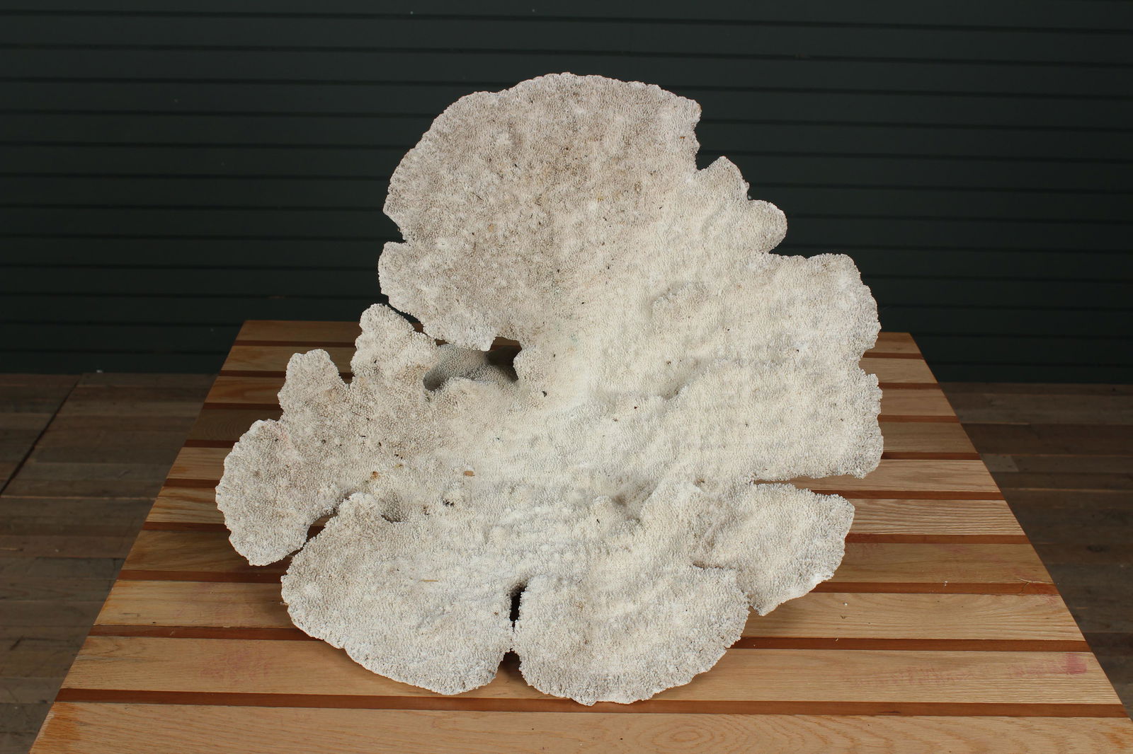 Natural Coral Specimen (1 of 9)