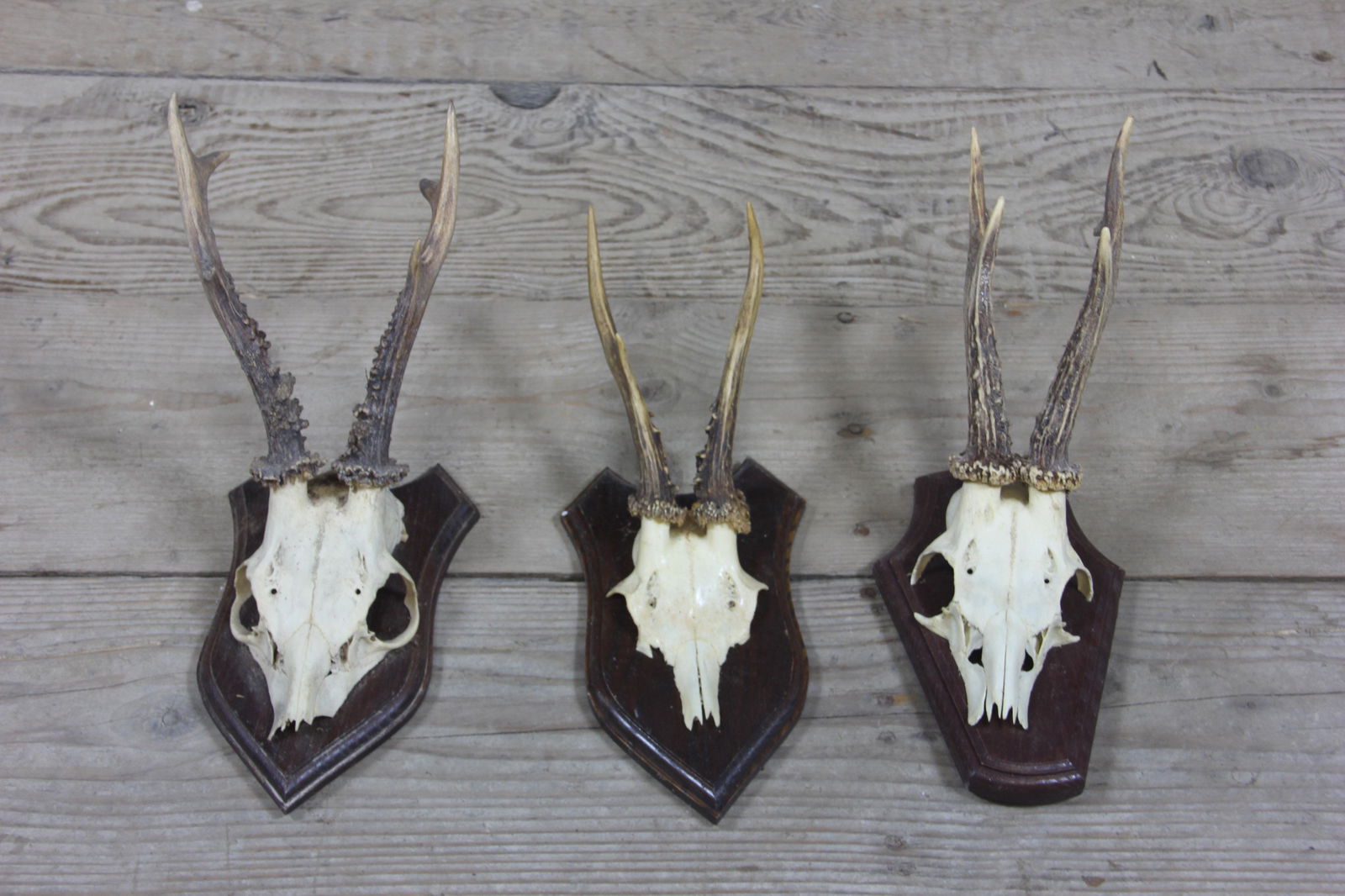 Lot of 3 Continental Hunting Trophy Mounts (1 of 3)