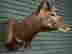 item-113038043=5