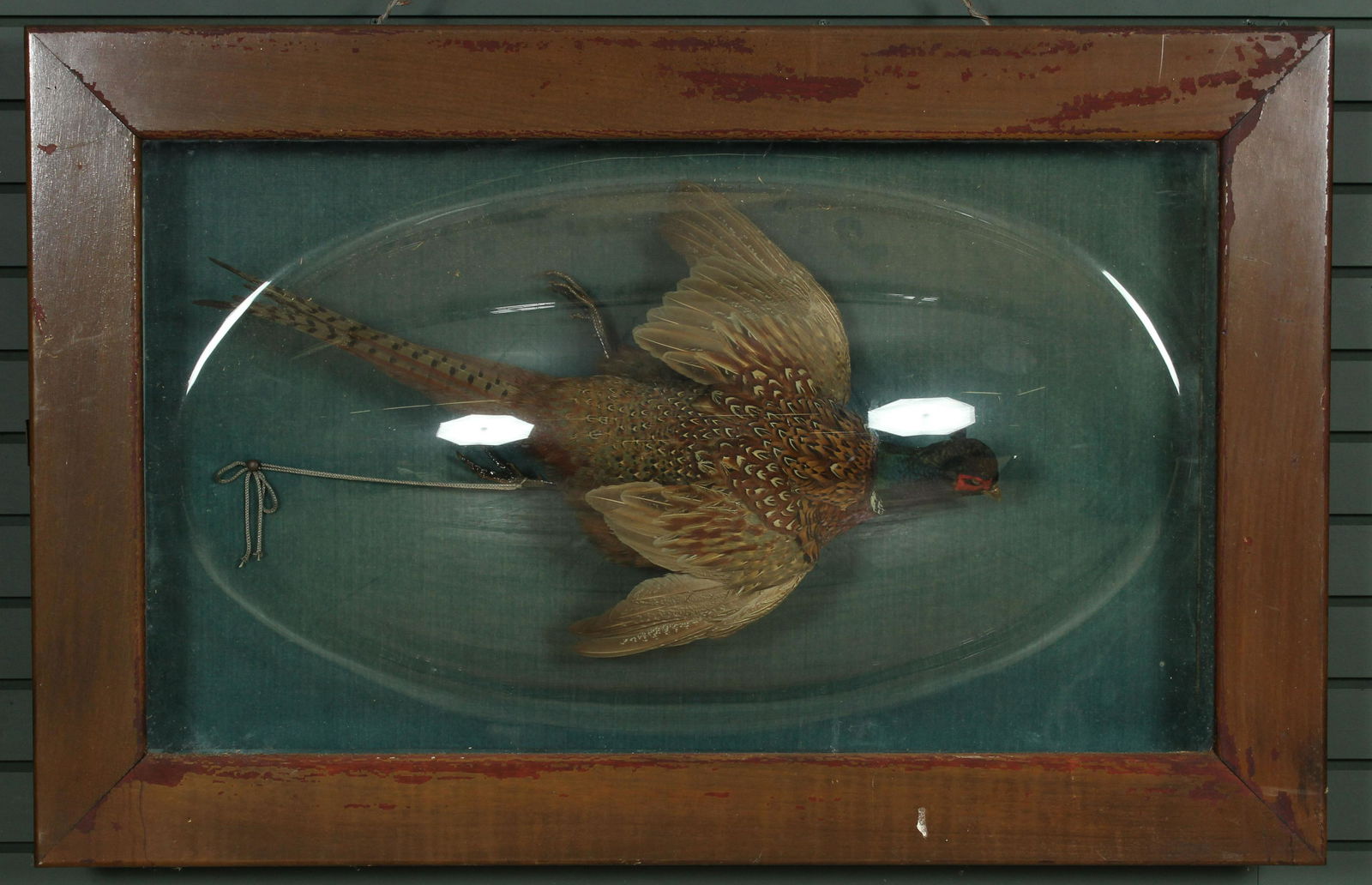 Charles H Eldon Taxidermy Pheasant Under Glass (1 of 8)