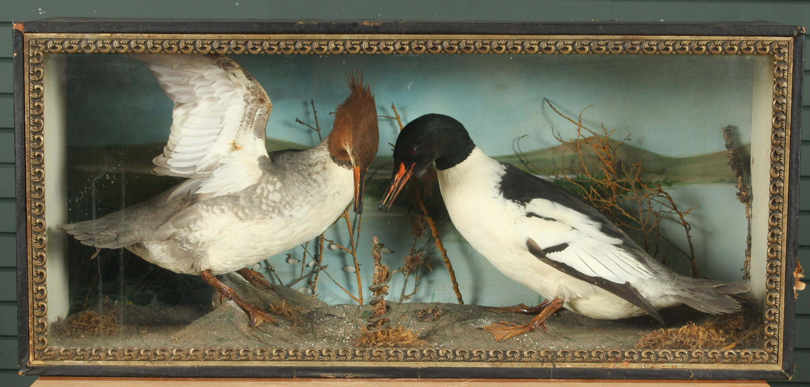 Common Merganser Cased Taxidermy Diorama: Common Merganser Cased Taxidermy Diorama. Size: 17.5" H x 38.5" W x 11" D
