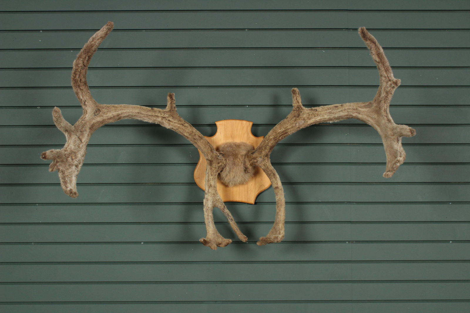 Velveteen Caribou Antlers Mount (1 of 6)
