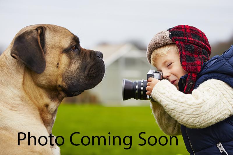 Bacchus Motif Cast Iron Fountain Spout Plaque: Bacchus Motif Cast Iron Fountain Spout Plaque. Size: 14.5" x 10.5" x 3"