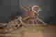 item-130859074=4