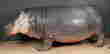 item-130859078=8