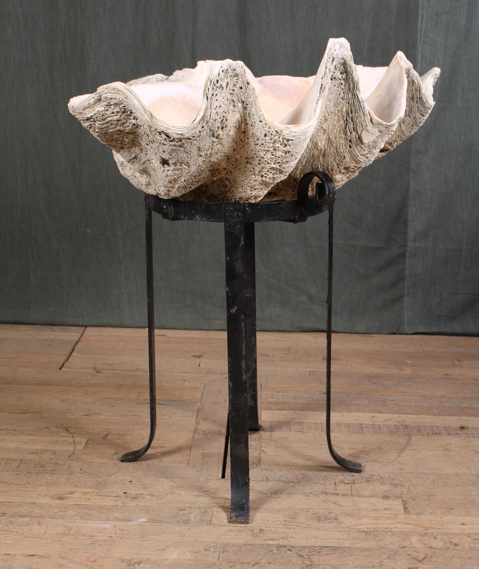 Tridacna Gigas Giant Clam Shell (1 of 6)