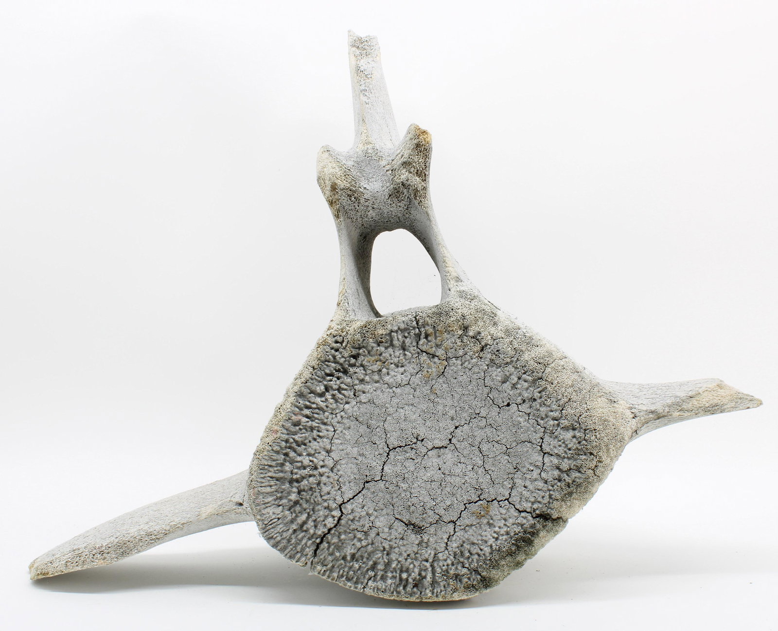Naturally Collected Fossilized Whale Vertebrae: Naturally Collected Fossilized Whale Vertebrae. Exposed to the elements for many years. Size: 21.5"T x 24.5"L x 12"D