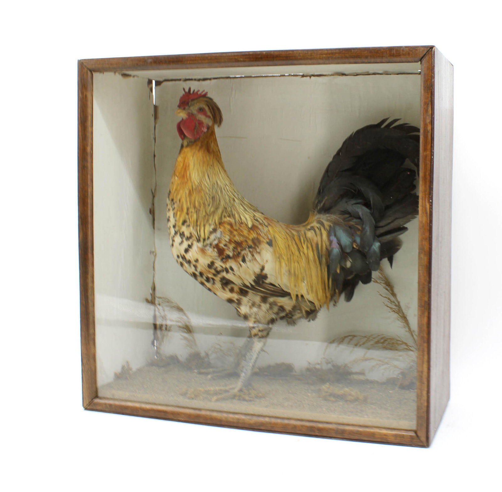 Antique Prized Cockerel Cased Taxidermy: Antique Prized Cockerel Rooster Cased Taxidermy. Size: 20.75"H x 20.75"W x 8.5"D