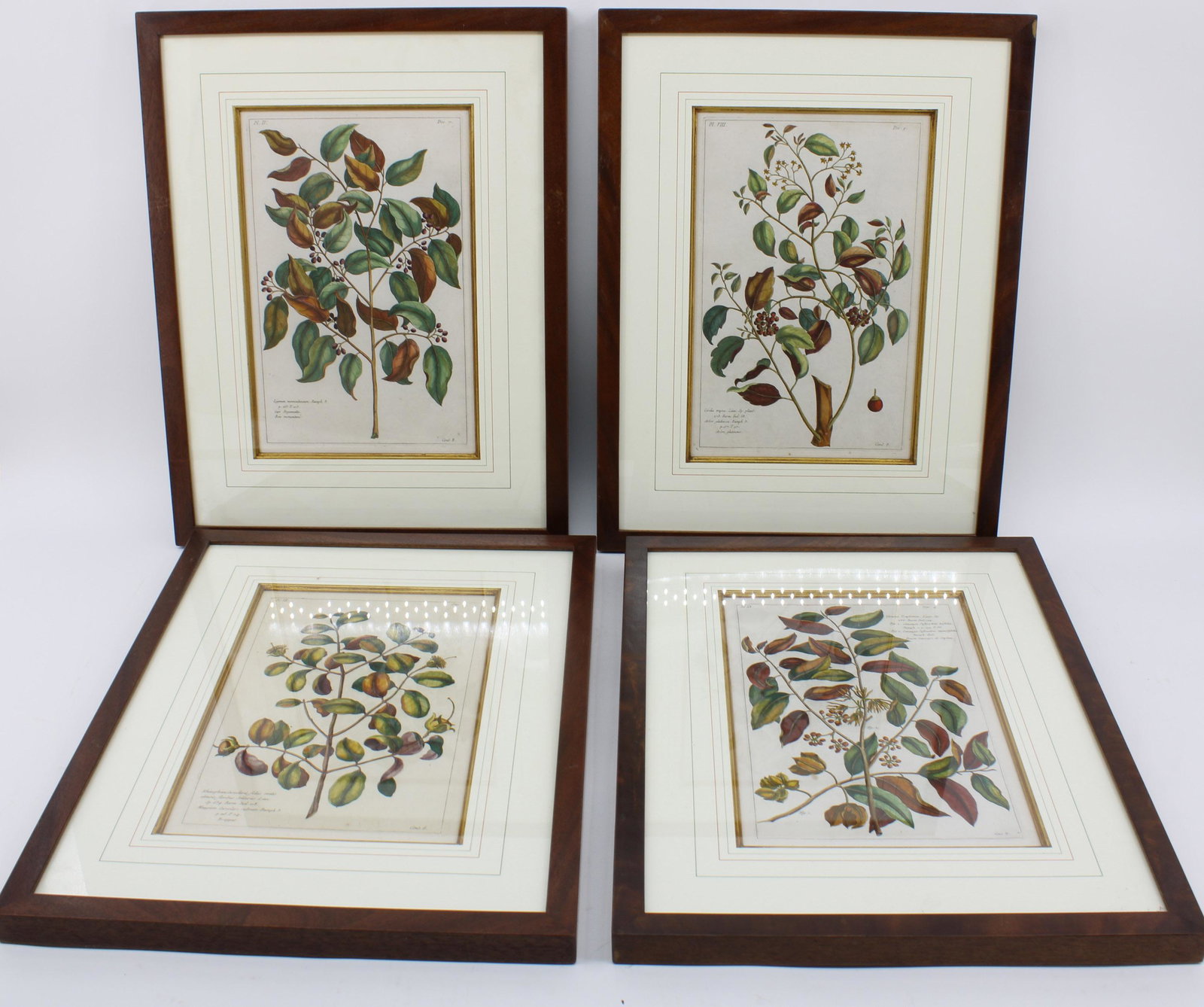 Four Botanical Framed Prints (1 of 8)