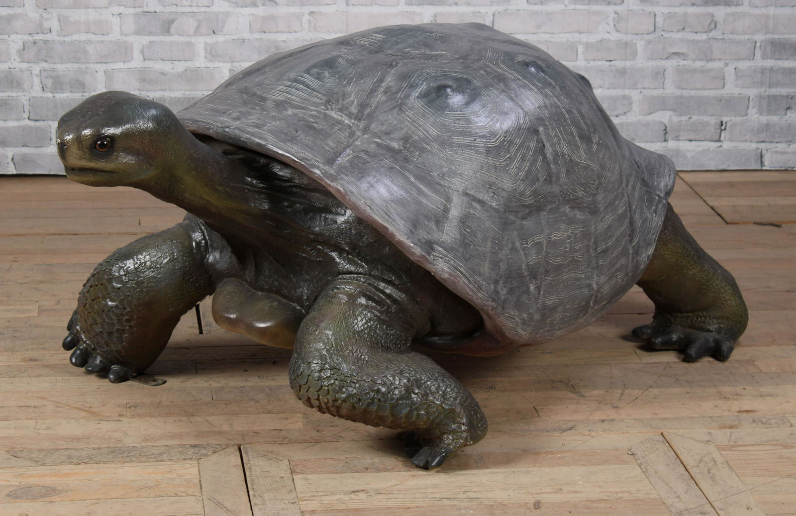 Garden Tortoise (1 of 7)