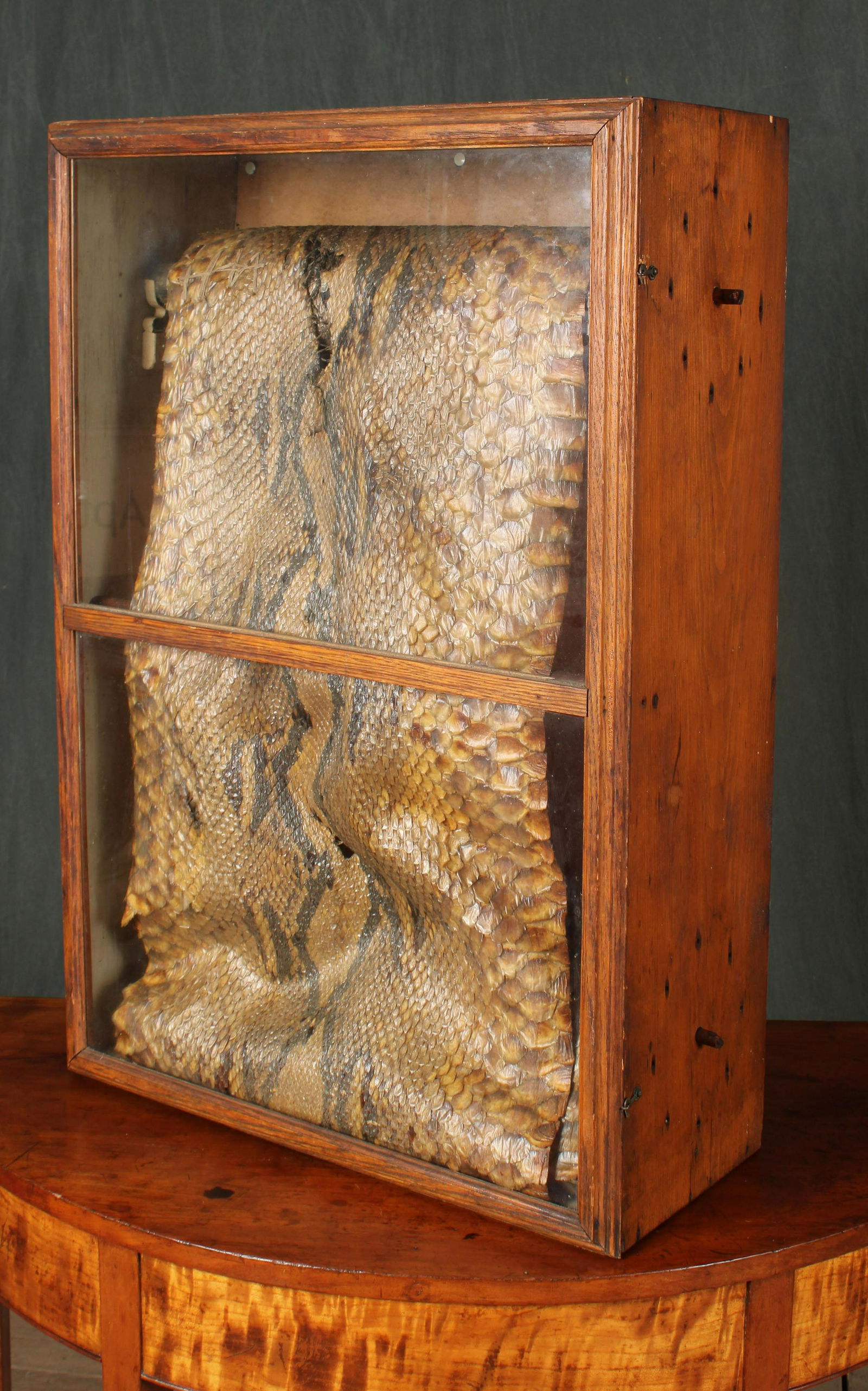 Cased Snake Skin Specimen (1 of 10)