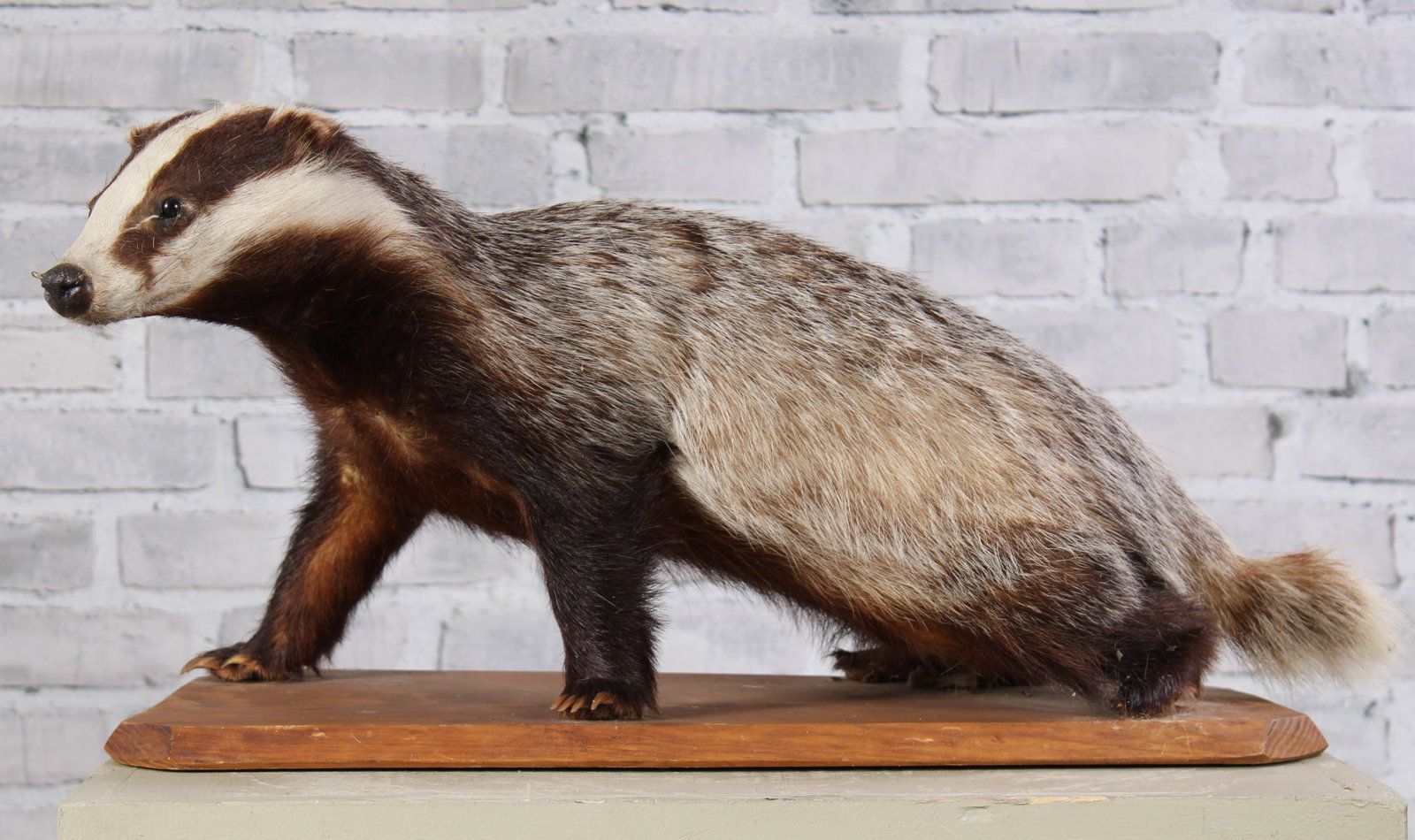 Vintage Taxidermy Striped Badger: Vintage Taxidermy Striped Badger. Size: 13"T x 26"D x 14"W