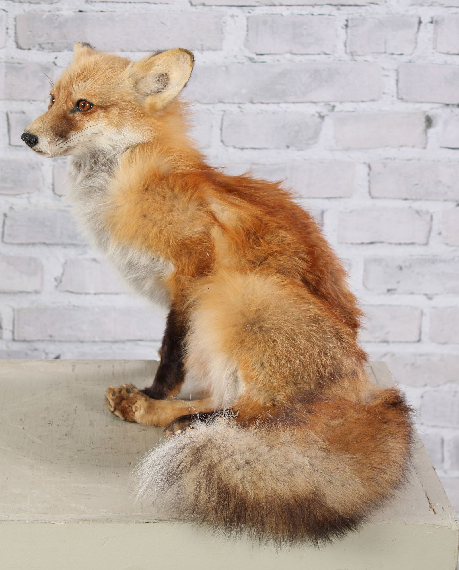 Vintage Taxidermy Fox (1 of 7)