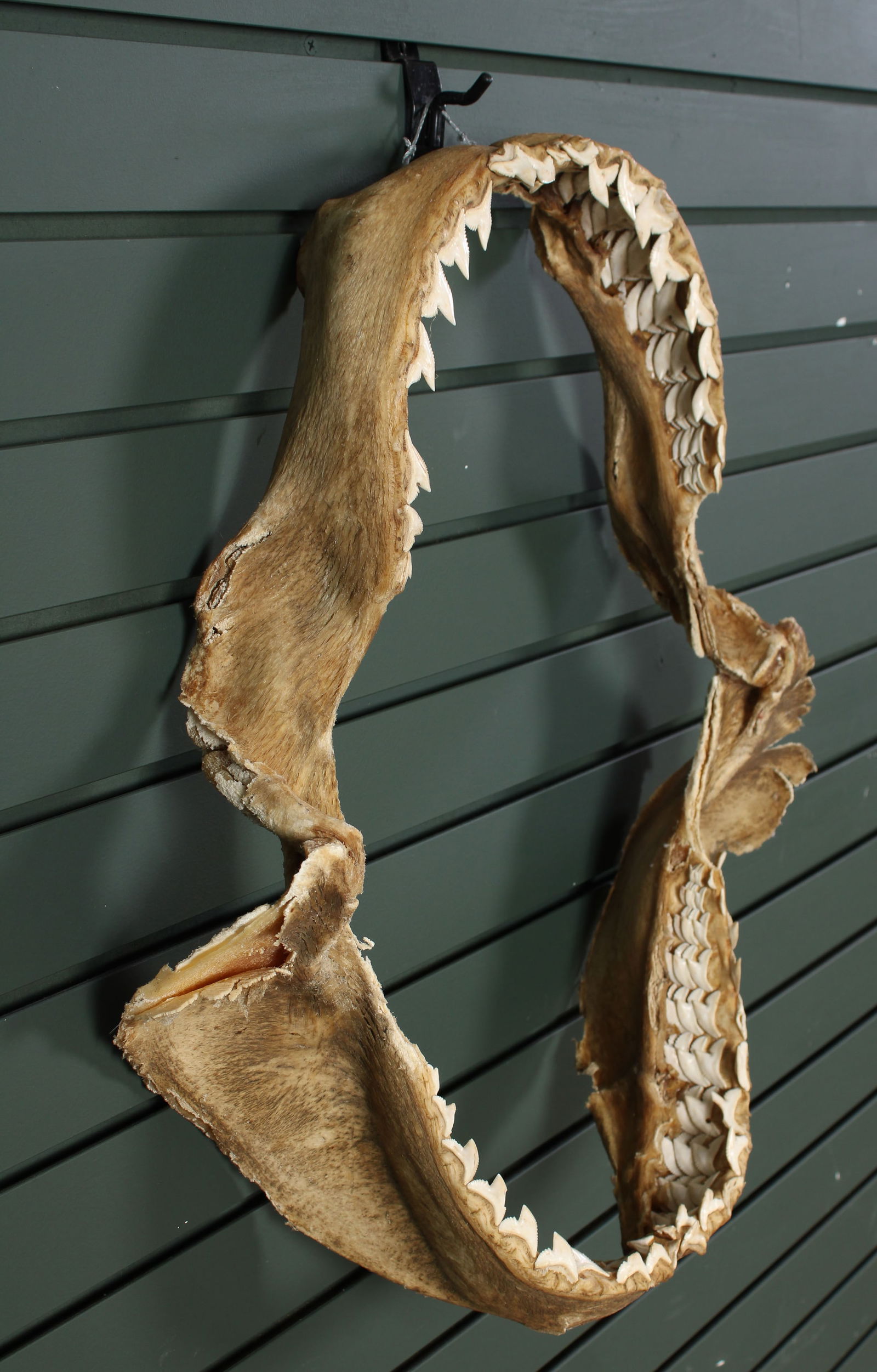 Vintage Shark Jaw With Teeth: Vintage Shark Jaw With Teeth. Size: 24"T x 21"W x 7"D