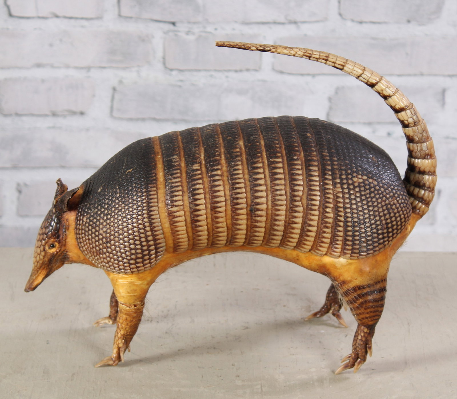 Vintage Taxidermy Armadillo: Vintage Taxidermy Armadillo. Size: 12"T x 7"W x 16"D
