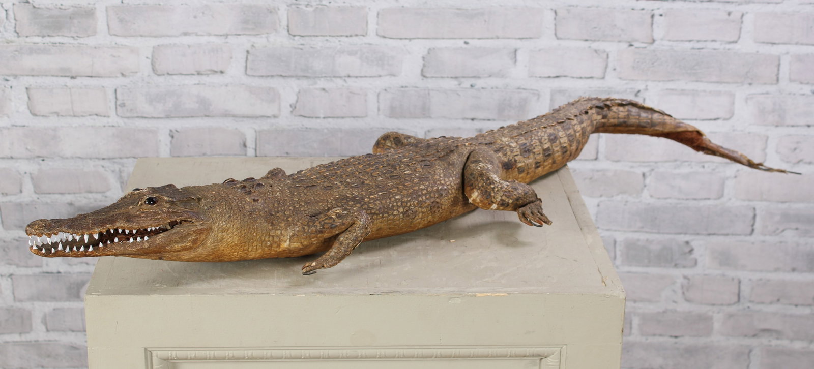 Vintage Taxidermy Cayman: Vintage Taxidermy Cayman. Size: 5"T x 47"L x 13.5"W