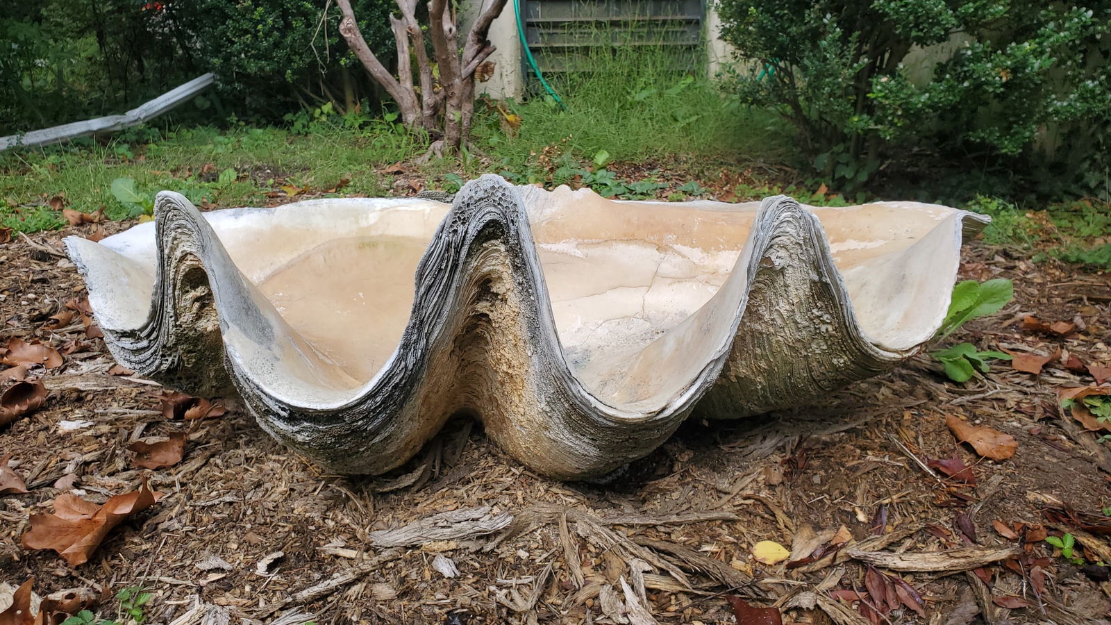 Live tridacna 2024 gigas for sale