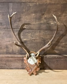 Black Forest Antler Mount