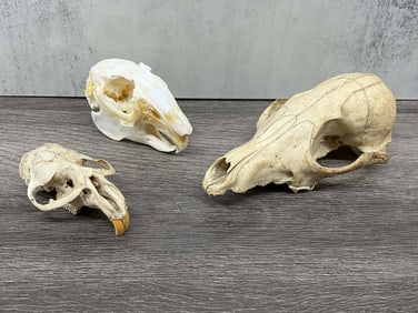 Trio Of Found Animal Skulls