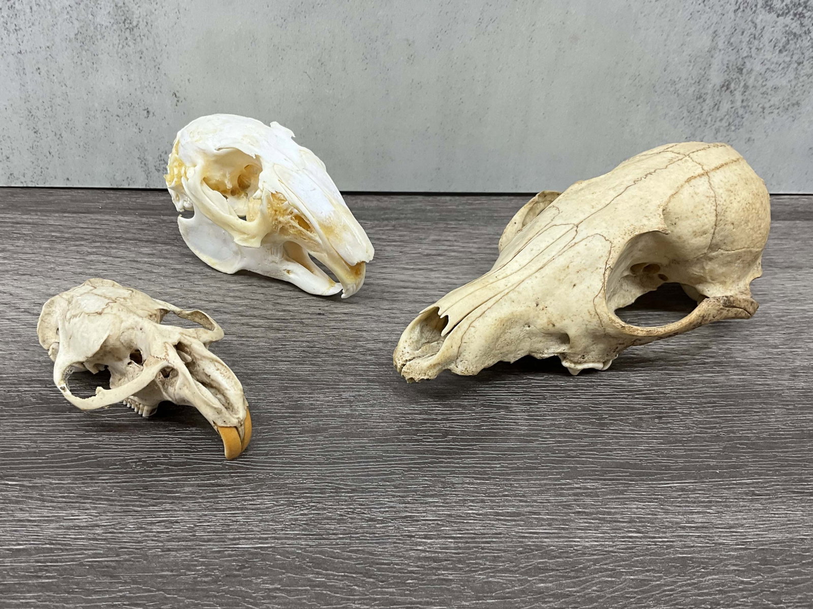 Trio Of Found Animal Skulls: Great collection starter, 3 found animal skulls. Smallest with large front teeth likely musk rat, middle is rabbit and does have its mandible, largest likely fox, missing teeth. Size: 2.5"L x 3.25"L, 