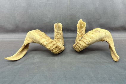 Big Horn Sheep, Horn Pair