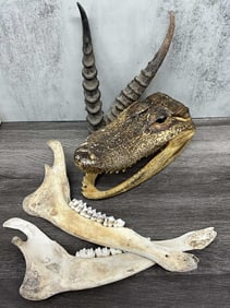Collection,  Alligator, Royal Antelope, & Deer Jaw