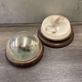 Beetle & Scorpion Preserved Under Glass