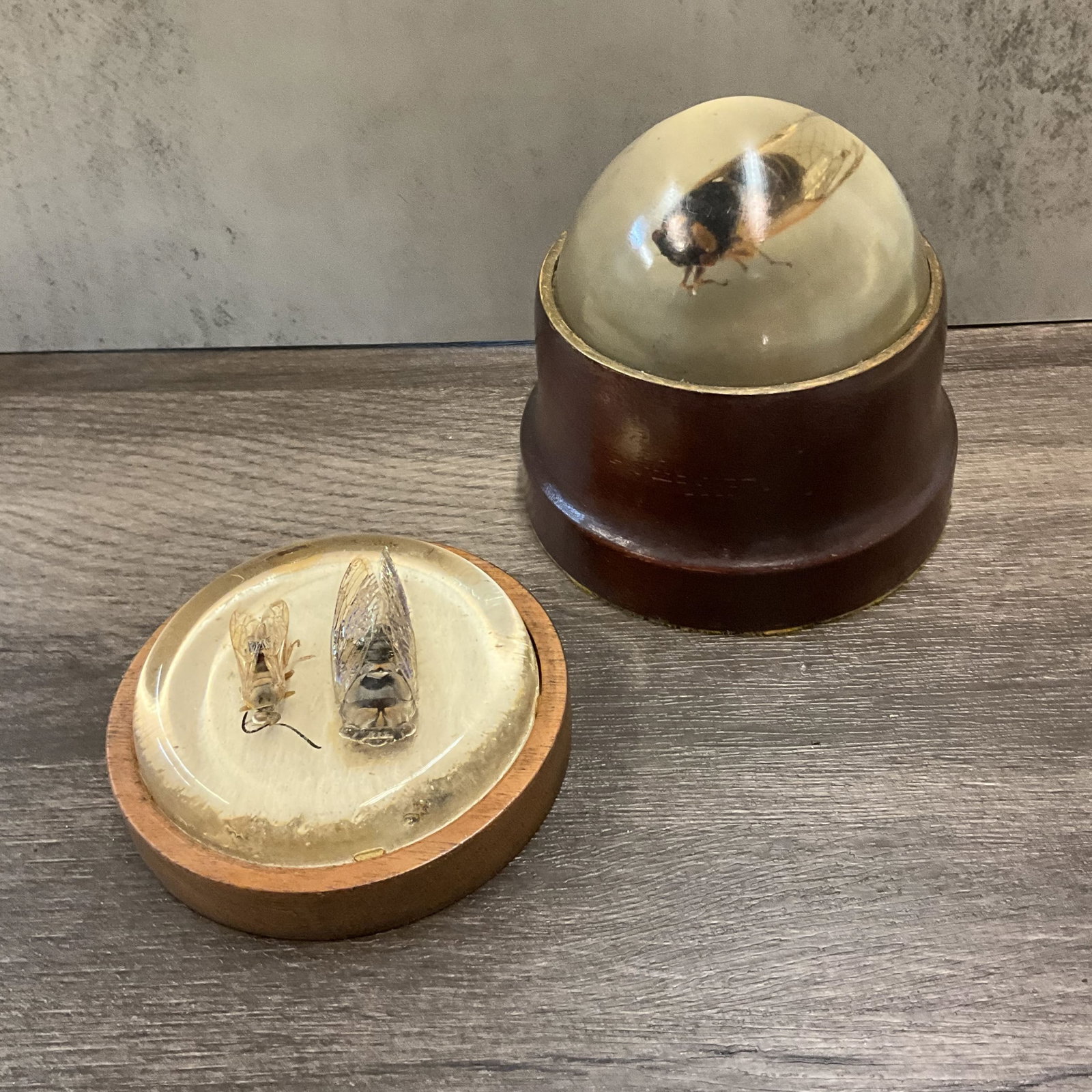 Pair Of Preserved Cicadas Under Glass: Pair of preserved bugs under glass. Appear to be cicadas. Glass has some imperfections and ripples. Handmade domes and bases. Size 1"T x 3.5" diameter base, 3.5"T x 4" diameter base