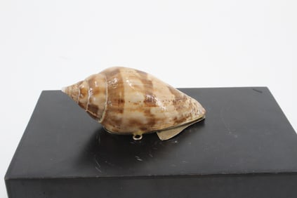 Antique Mounted Shell Pendant Snuff Box