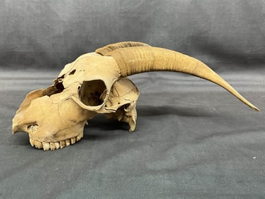 Aged & Weathered Goat Skull