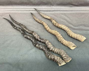 Blackbuck Antelope Horns, 2 Sets